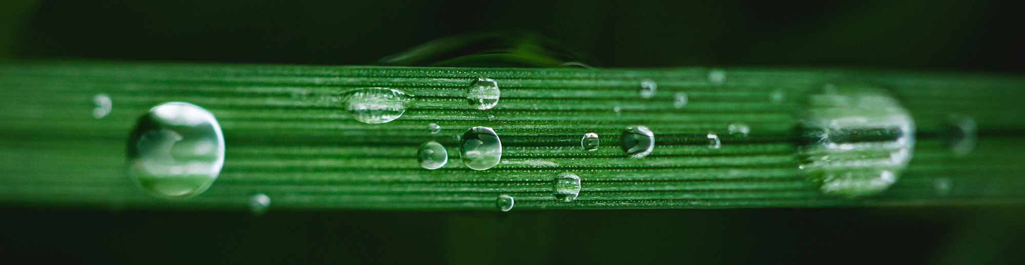 Water droplets on leaf