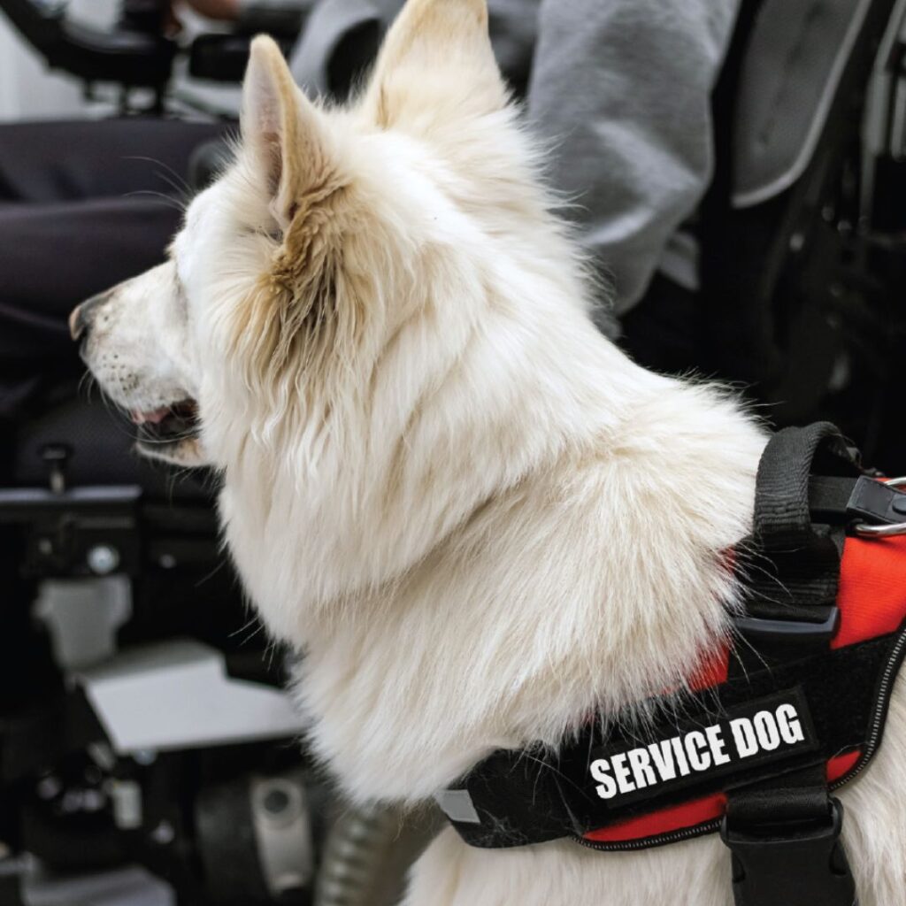 Service dog